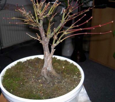 bonsai-ahorn.jpg