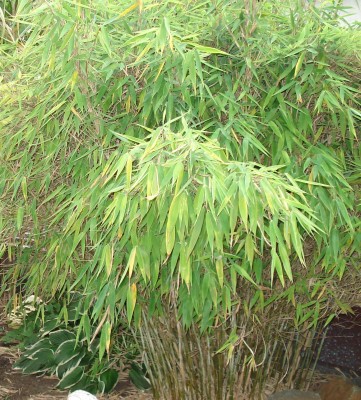 Ausschnitt Bambus 2.jpg