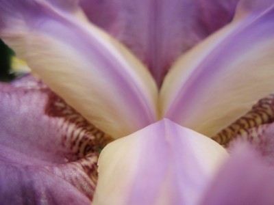 Iris barbata die drei mittleren Domblätter (Petalen)1.jpg