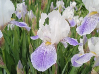 Iris barbata mittlere Sorte1.jpg