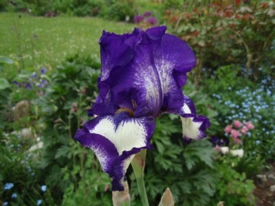 Iris barbata Stepping Out Blüte1.jpg