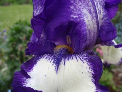 Iris barbata Stepping Out Bart1.jpg