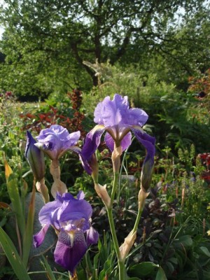 Iris barbata alte Form1.jpg