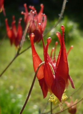 Aquilegia canadensis naaaahe1.jpg