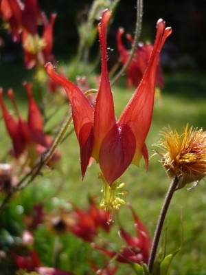 Aquilegia canadensis Krüppelsporn1.jpg