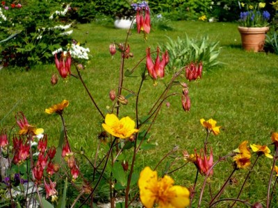 Aquilegia canadensis in voller Blüte1.jpg