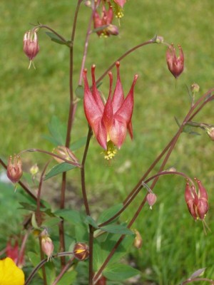Aquilegia canadensis erste Blüte1.jpg