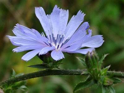 Cichorium-intybus.jpg