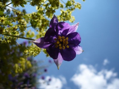 Aquilegia einseleana1.jpg