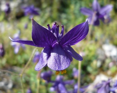 Aquilegia einseleana kurze Sporne1.jpg