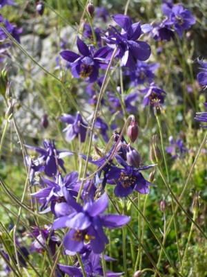 Aquilegia einseleana gruppe1.jpg