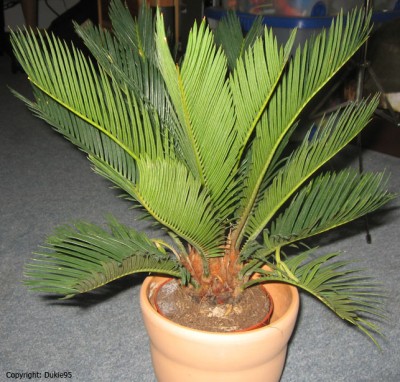 Cycas Revoluta 2.jpg