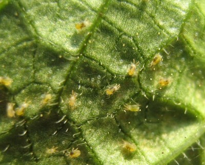 Spinnmilben auf einem Physalis-blatt 2.jpg