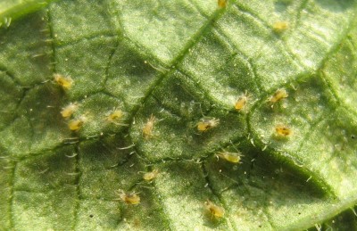 Spinnmilben auf einem Physalis-blatt.jpg