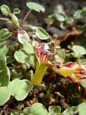 Fuchsi procumbens variegata1.jpg