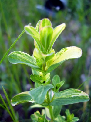 Hypericum perforatum.JPG