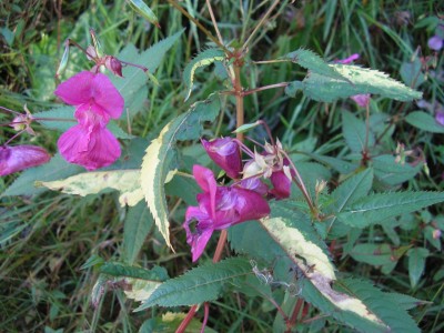 Impatiens glandulifera variegat1.jpg