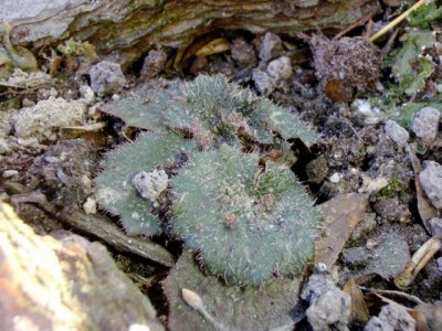 Saxifraga 21.jpg