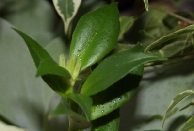 Aeschynanthus speciosus von Kurti - Knospen - 10.01.2010 - 1.jpg