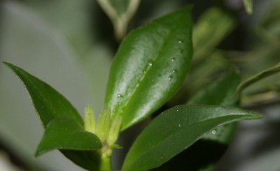 Aeschynanthus speciosus von Kurti - Knospen - 10.01.2010 - 2.jpg