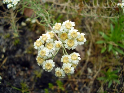 Achillea teretifolia.JPG