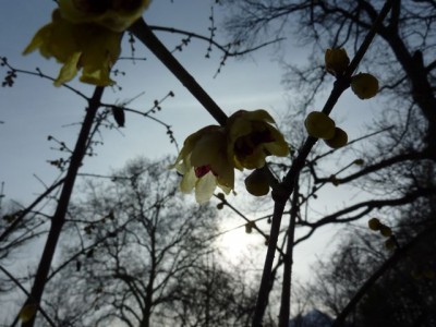 winterblüte1.jpg