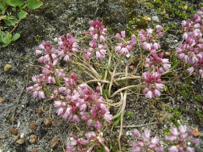 Allium sibthorpianum (2).JPG