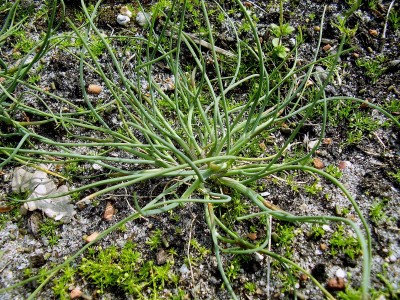 Allium sibthorpianum.JPG