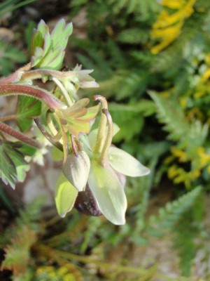 Aquilegia virdiflora von oben1.jpg