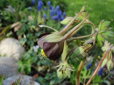 Aquilegia virdiflora von der Seite1.jpg