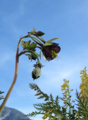 Aquilegia virdiflora Sky1.jpg