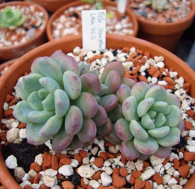 Echeveria amoena Lau 65.JPG