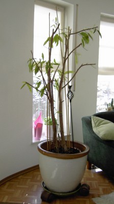 ficus_04.jpg