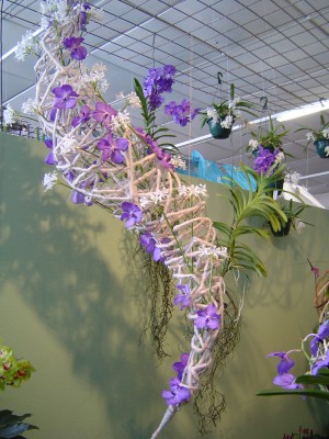 Orchideenschau 2010.jpg