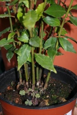 Laurus nobilis02komp.jpg