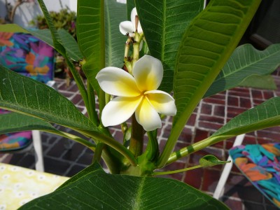 Blüte Plumeria 01.jpg