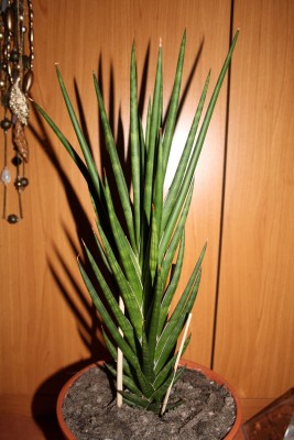 s.francisii.jpg