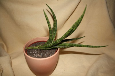 s.gracilis.jpg