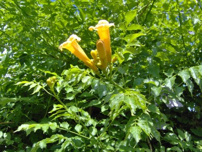 Trompetenwein mit Blüte.jpg