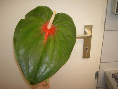 anthurium.jpg