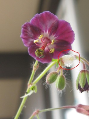 Geranium Samobor1.JPG