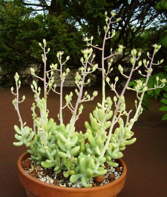 Sedum allantoides (7).JPG