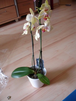 orchidee.JPG