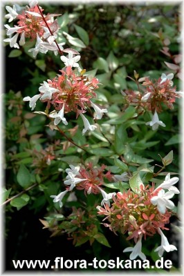 abelia_grandiflora_2_-_170906.jpg