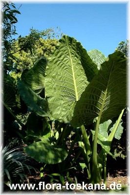 alocasia_macrorrhizza_2.jpg