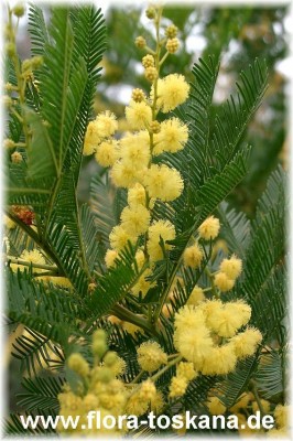 acacia_dealbata_2.jpg