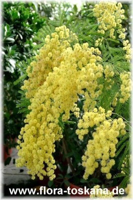 acacia_dealbata_5.jpg