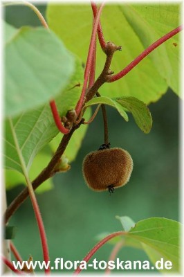 actinidia_jenny-kiwi-2.jpg