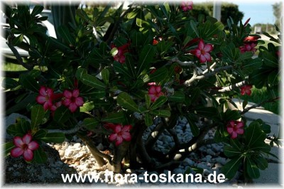 adenium_obesum_2.jpg