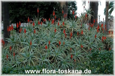 aloe_arborescens_3_palermo.jpg